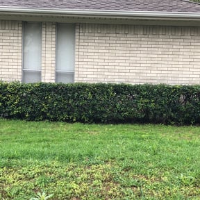 Bush Trimming by Yard doctor and More reviewed on August 15, 2025