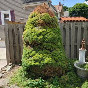 Bush Trimming by D @ C lawncare reviewed on August 16, 2025