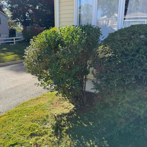 Bush Trimming by Landsk8pe Tech’s reviewed on June 10, 2024