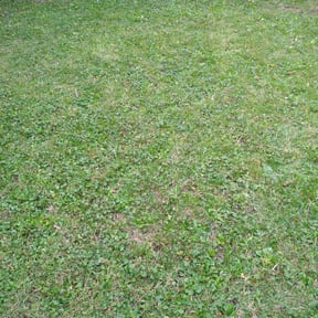 Leaf Removal by Troy's Lawn Care reviewed on October 19, 2025