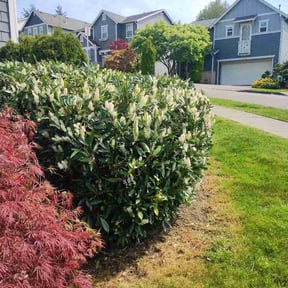 Bush Trimming by Landscape &amp; Mowing reviewed on May 3, 2026