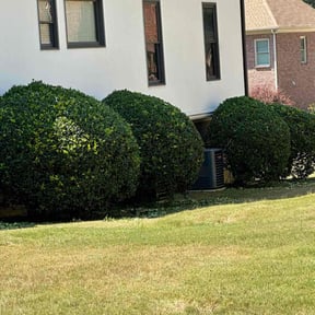 Bush Trimming by Mr. JJ BEST OF THE BEST reviewed on November 10, 2025