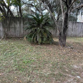Bush Trimming by AJR Lawn Care reviewed on June 11, 2026