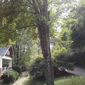 Bush Trimming by Start2Finish reviewed on November 9, 2025