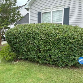 Bush Trimming by A - Z Mowing reviewed on July 11, 2026