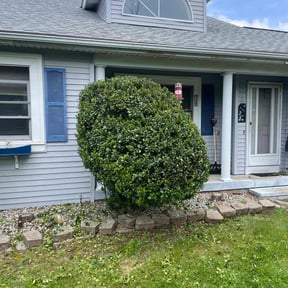 Bush Trimming by Martínez landscaping reviewed on January 7, 2026