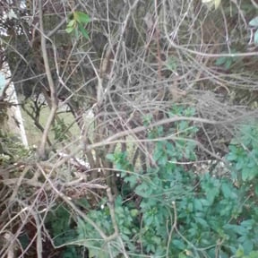 Bush Trimming by Thomas Scott Landscaping reviewed on November 10, 2025