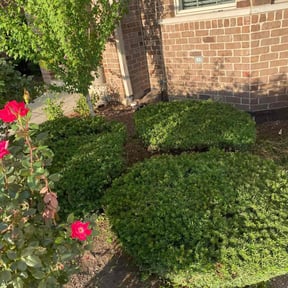 Bush Trimming by Extra Hands reviewed on August 19, 2025