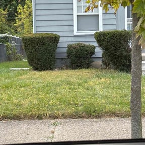 Bush Trimming by DMH Properties LLC reviewed on November 10, 2025