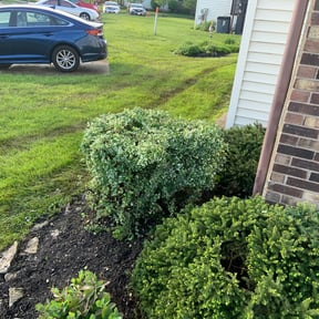 Bush Trimming by Under the Sun Property Services reviewed on June 25, 2025