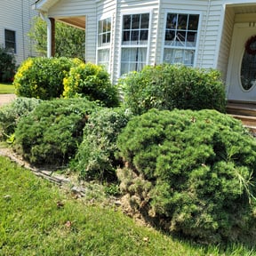 Bush Trimming by Moton Lawn Care reviewed on August 21, 2025
