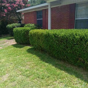 Bush Trimming by Improved lawns reviewed on August 15, 2025