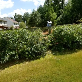 Bush Trimming by The Other Side Lawn Care reviewed on April 18, 2024