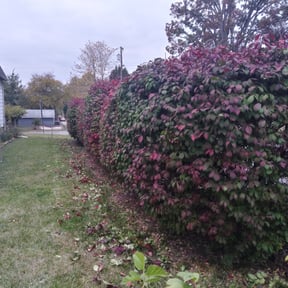 Bush Trimming by EC3 Environmental / Snowmow Plus reviewed on August 20, 2025