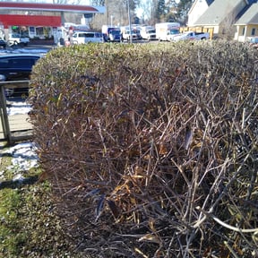 Bush Trimming by George Islas reviewed on August 18, 2025