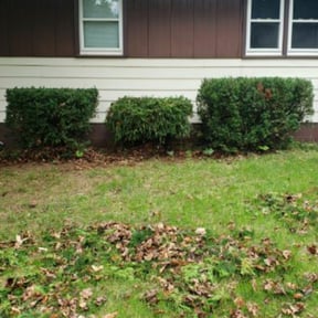 Bush Trimming by LGM Property Associates reviewed on August 17, 2025