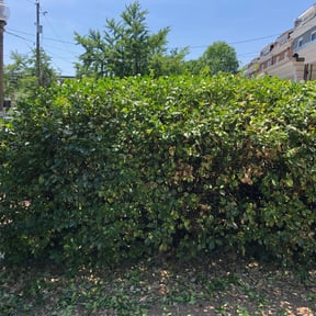 Bush Trimming by JD's Lawn Care reviewed on August 21, 2025