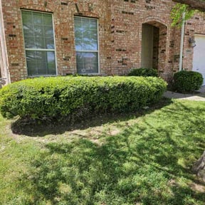Bush Trimming by Jose Perez Landscaping reviewed on August 17, 2025