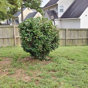 Bush Trimming by Fosterslawn and aeration LLC reviewed on August 18, 2025