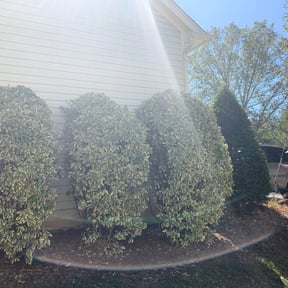 Bush Trimming by Oasis Landscape reviewed on August 20, 2025