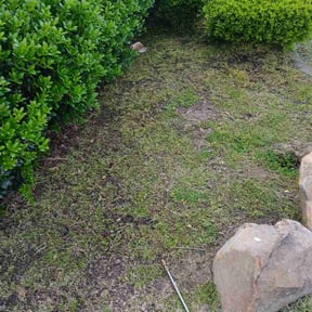 Flower Bed Weeding by Grasman LLC reviewed on April 12, 2026