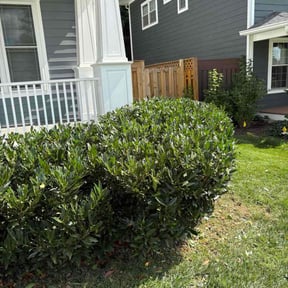 Bush Trimming by A &amp; S Contractor LLC reviewed on November 26, 2025