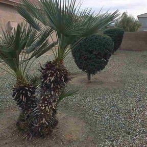 Bush Trimming by Stand Firm Landscaping &amp; Tree service reviewed on January 30, 2026