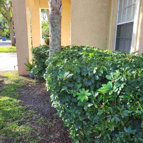 Bush Trimming by Clean cuts reviewed on August 18, 2025