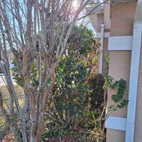 Bush Trimming by Triple H Services LLC reviewed on December 29, 2025