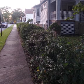 Bush Trimming by Green River Landscape, LLC reviewed on August 19, 2025