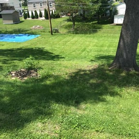 Bush Trimming by ShayShay's lawn care reviewed on August 19, 2025