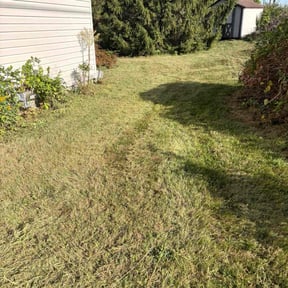 Bush Trimming by Nieves lawn care reviewed on November 21, 2025