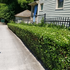 Bush Trimming by PreservScape LLC reviewed on August 21, 2025