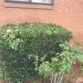 Bush Trimming by Erick's Lawn Maintenance reviewed on August 20, 2025