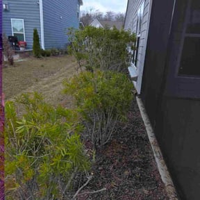 Bush Trimming by Mako Property Solutions, LLC reviewed on January 2, 2026