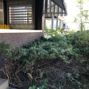 Bush Trimming by LR lawn service reviewed on August 19, 2025