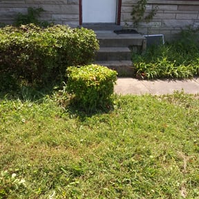 Bush Trimming by J Dick Services reviewed on August 19, 2025