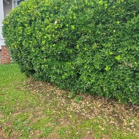 Bush Trimming by Multi Purpose Lawncare reviewed on November 4, 2025