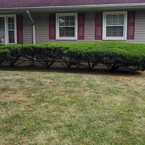 Bush Trimming by Ryan's Lawn Service L.L.C reviewed on August 18, 2025