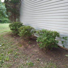 Bush Trimming by Sunnyside Lawn care reviewed on November 19, 2025