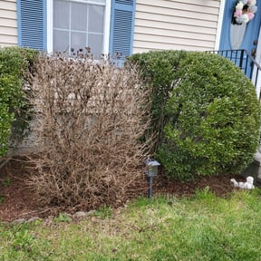 Bush Trimming by Maynard lawn service reviewed on August 20, 2025