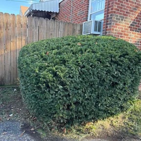Bush Trimming by Lawn Care reviewed on January 26, 2026