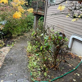 Bush Trimming by Mow It Alls Of Vero LLC reviewed on November 18, 2025