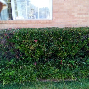 Bush Trimming by Nate's Scapes reviewed on August 19, 2025
