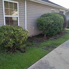 Bush Trimming by BCH cleaning llc reviewed on August 15, 2025