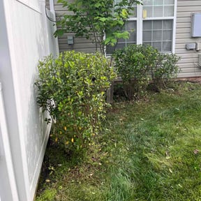 Bush Trimming by Evangeline reviewed on August 15, 2025