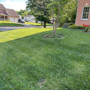 grass cutting by A&E landscaping reviewed on May 11, 2024