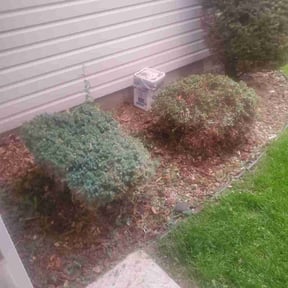 Bush Trimming by Roberts Lawn Care reviewed on August 17, 2025