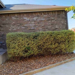 Bush Trimming by Best Md Pro Services reviewed on August 17, 2025