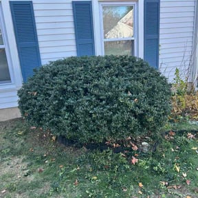 Bush Trimming by LawnScping Bill reviewed on July 20, 2022